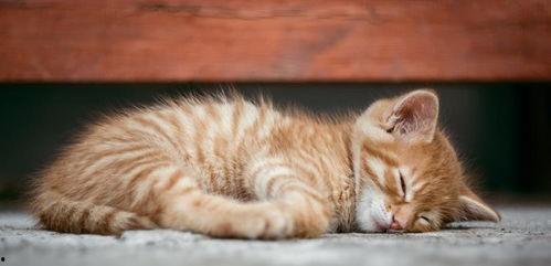 合肥猫live吃瓜,一场吃瓜群众的狂欢盛宴