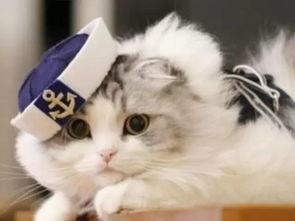 合肥猫live吃瓜,一场吃瓜群众的狂欢盛宴