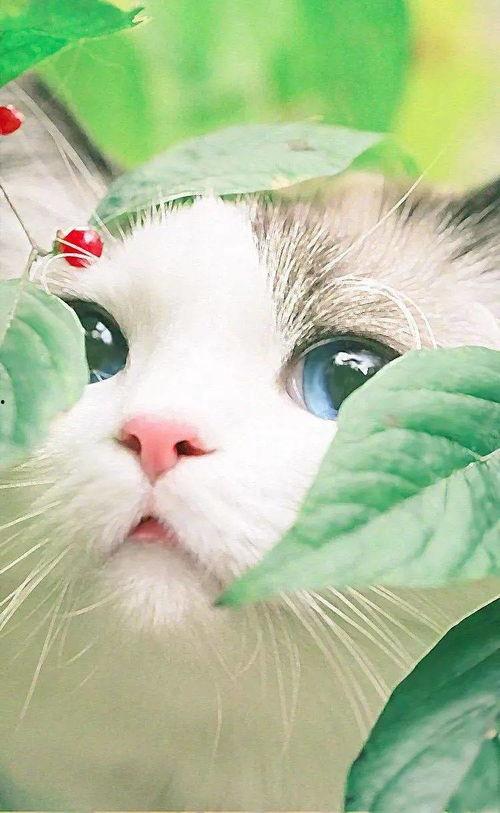 合肥猫live吃瓜,一场吃瓜群众的狂欢盛宴