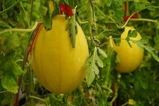 淄博吃瓜群,揭秘网络社交圈的趣味与争议