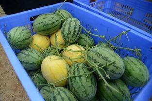 淄博吃瓜群,揭秘网络社交圈的趣味与争议