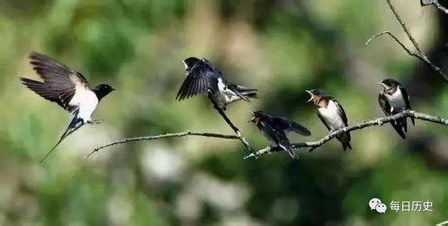 燕子517吃瓜,揭秘娱乐圈吃瓜背后的真相与内幕