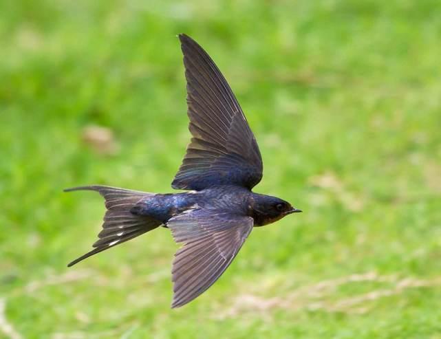 燕子517吃瓜,揭秘娱乐圈吃瓜背后的真相与内幕