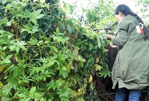 人间小辣椒吃瓜,人间小辣椒的瓜田奇遇记