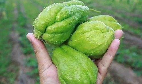 道崽吃瓜,揭秘娱乐圈那些不为人知的幕后故事