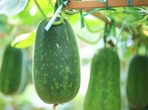 道崽吃瓜,揭秘娱乐圈那些不为人知的幕后故事