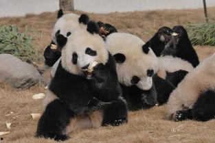 吃瓜熊猫人up,揭秘娱乐圈幕后故事