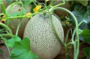 夏天吃哈密瓜应该怎么吃,夏日哈密瓜的完美食用指南