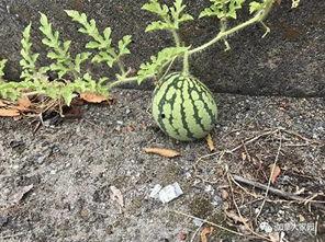 山寨吃瓜群众网红,背后的故事与争议