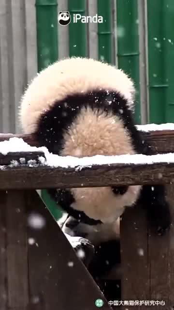 吃瓜小熊叠纸,叠纸游戏中的趣味冒险之旅