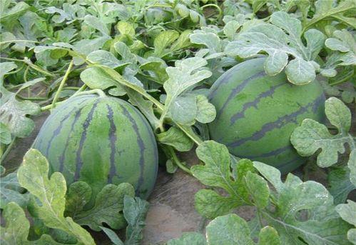 梦见在田地摘瓜吃瓜