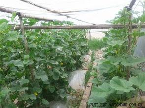 梦见在田地摘瓜吃瓜