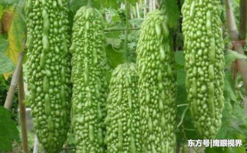 总是吃瓜的人什么性格,揭秘总是吃瓜者的独特性格