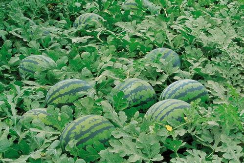 xhs免费吃瓜入口