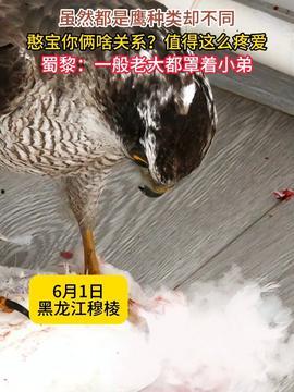 瓜哥吃瓜不补全鸭子,揭秘不补全鸭子的背后真相