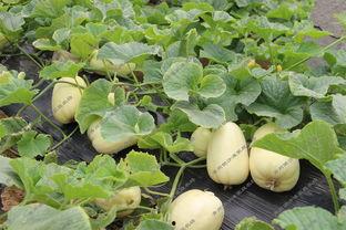 吃银瓜好吗,吃银瓜真的好吗？