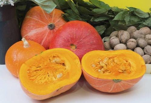 菜菜和小付吃瓜,菜菜与小付的瓜田奇遇记