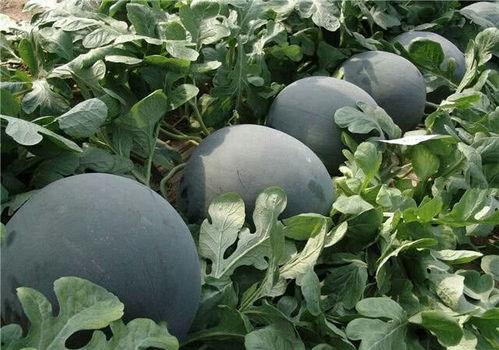 吃瓜宠儿,揭秘娱乐圈幕后故事