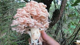 深山吃货土瓜,土瓜美食探秘之旅