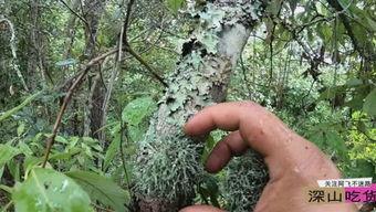 深山吃货土瓜,土瓜美食探秘之旅