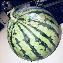 海南教师吃瓜,揭秘校园里的轻松一幕