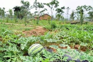 闪耀吃瓜社,揭秘娱乐圈幕后风云