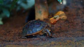 乌龟吃瓜的图片,夏日清凉一幕