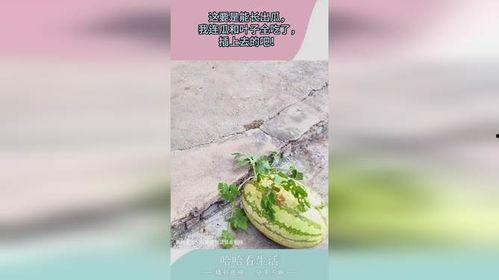 王者树叶吃瓜,吃瓜背后的电竞风云