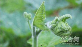 王者树叶吃瓜,吃瓜背后的电竞风云