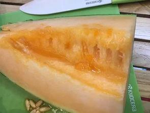 有钱人吃哈密瓜视频下载,视频下载带你尝鲜