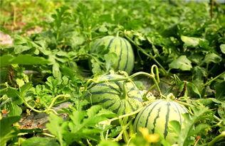 吃瓜看花,揭秘娱乐圈背后的故事与真相