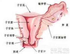 有子宫肌瘤可以吃凉瓜,助调养身体