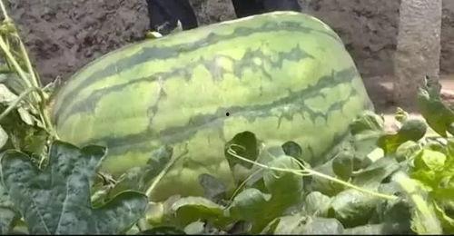 坦埠吃瓜,揭秘吃瓜群众的狂欢盛宴