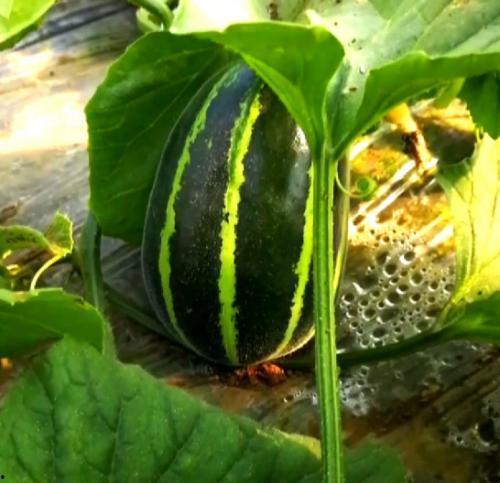 坦埠吃瓜,揭秘吃瓜群众的狂欢盛宴