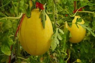 西宁吃瓜群,揭秘城市生活百态的“瓜田”