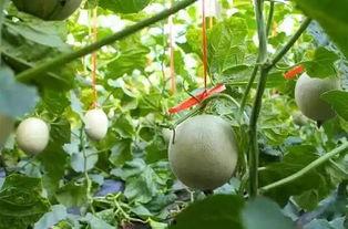 怀孕吃网纹瓜,网纹瓜助力母婴健康