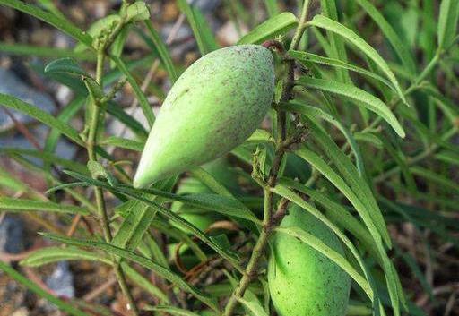 老瓜瓢没了怎么吃,创意烹饪，美味再现