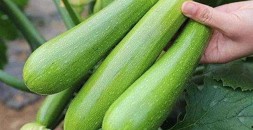 老瓜瓢没了怎么吃,创意烹饪，美味再现