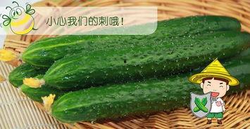 吃瓜配甘蔗,吃瓜配甘蔗，夏日消暑新风尚