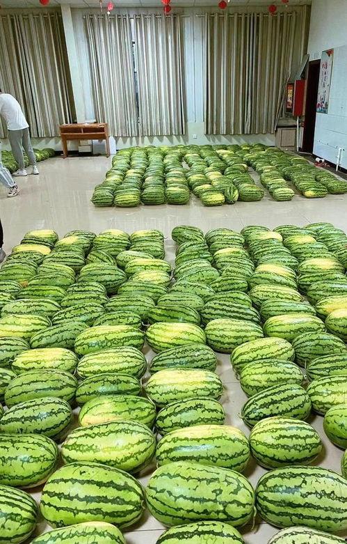 新疆昌吉学院吃瓜,瓜果飘香里的校园生活剪影