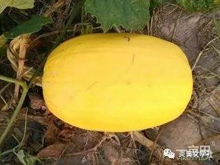 金丝搅搅瓜怎么吃瓜,尽享丝滑口感与丰富营养