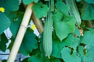 降尿酸吃茄瓜,健康生活新选择