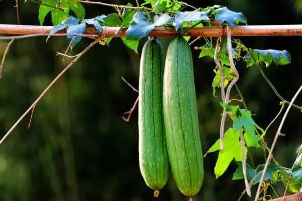 秋天合适吃的瓜,秋季养生必备的时令瓜果推荐