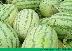 上午才吃的瓜,揭秘上午美味瓜子的背后故事