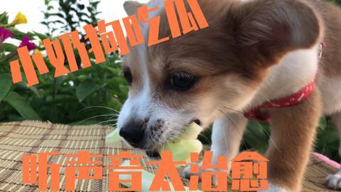 狗吃瓜展,揭秘狗狗的“瓜”世界