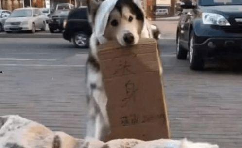 狗吃瓜展,揭秘狗狗的“瓜”世界