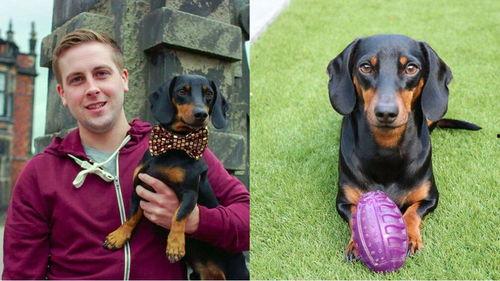 狗吃瓜展,揭秘狗狗的“瓜”世界