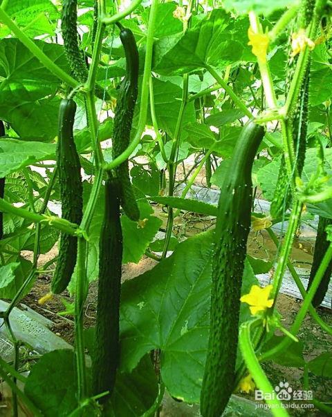 吃瓜网菜总,网络红人的崛起与影响力