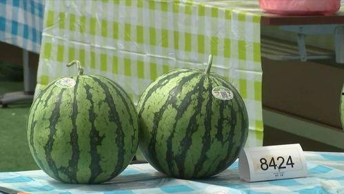 吃瓜群众和专家的区别