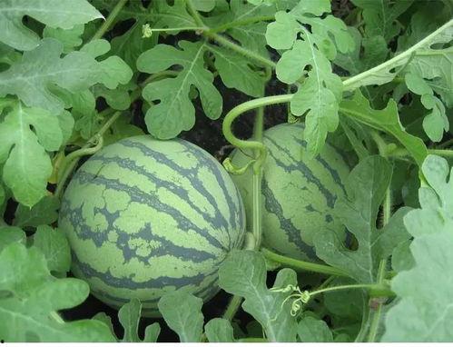 吃瓜姑嫂,揭秘娱乐圈背后的亲情纠葛